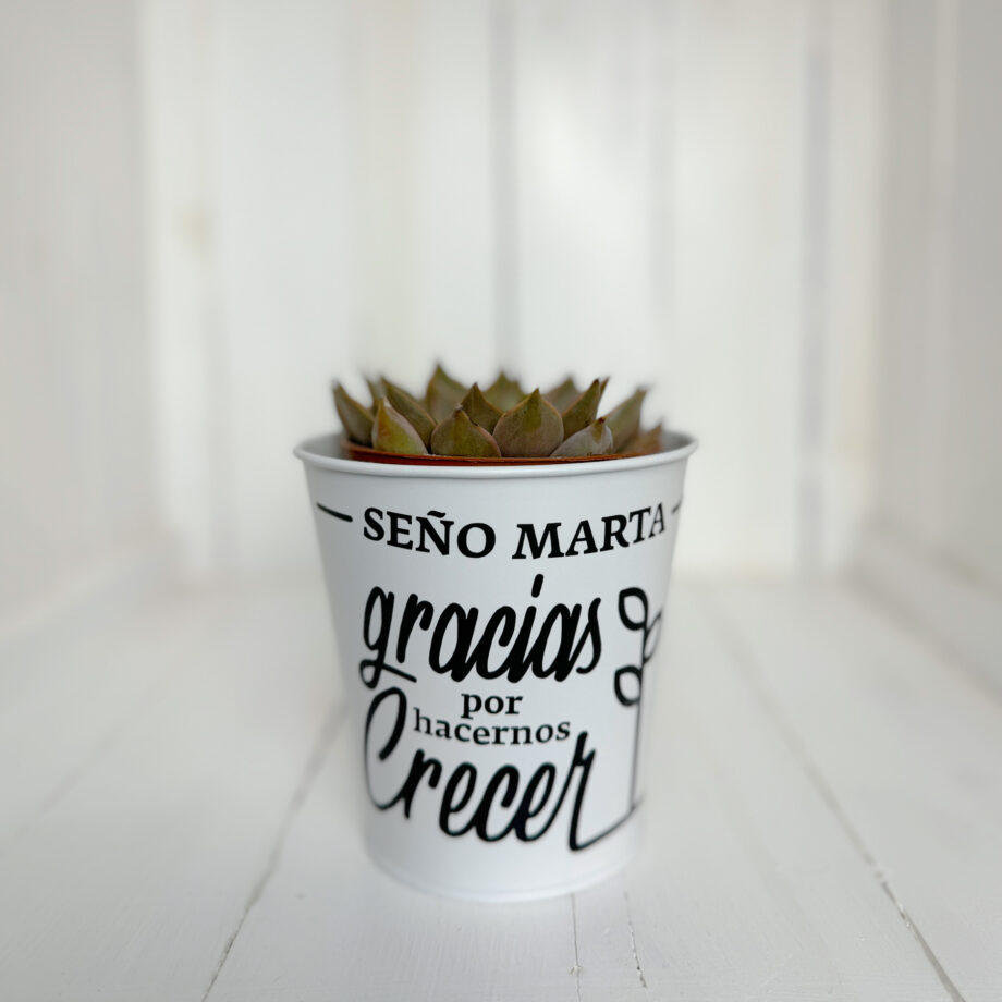 Planta Regalo Profesor/a